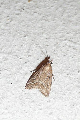 Eudonia pallida