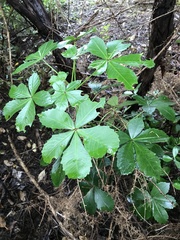 Pseudopanax lessonii