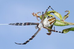 Argiope florida