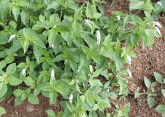 Heliotropium angiospermum