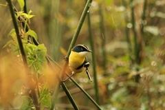 Tachuris rubrigastra