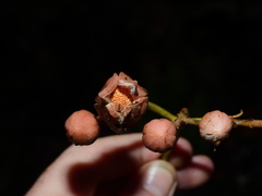 Sloanea synandra