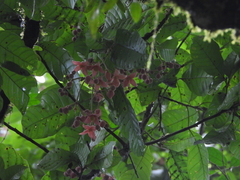 Sloanea synandra