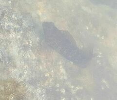 Parablennius pilicornis