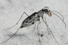 Ellipsoptera hirtilabris