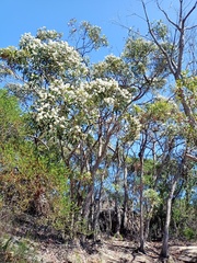 Eucalyptus umbra
