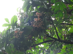 Sloanea synandra