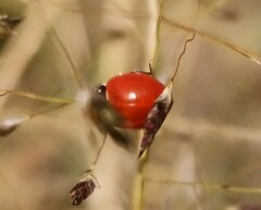 Cycloneda emarginata