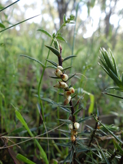 Melichrus urceolatus