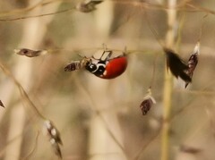 Cycloneda emarginata