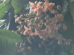 Sloanea synandra