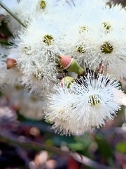 Eucalyptus umbra