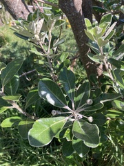 Pittosporum