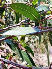Eucalyptus umbra