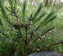 Melichrus urceolatus