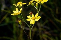 Senecio burchellii