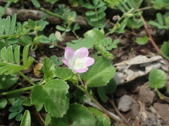 Hibiscus caerulescens