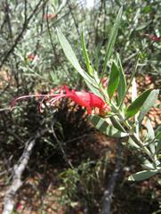 Eremophila glabra