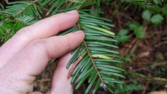 Uredinopsis pteridis