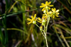 Senecio burchellii