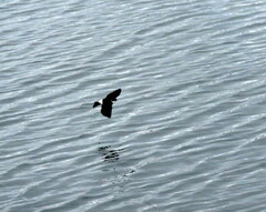 Tachycineta leucopyga