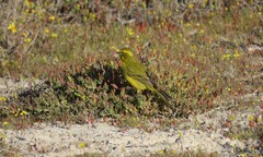 Crithagra flaviventris