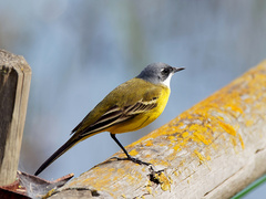 Motacilla flava cinereocapilla