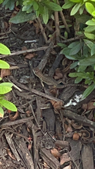 Leiocephalus carinatus