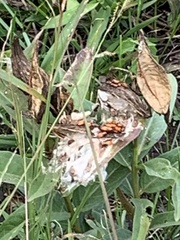 Zelus longipes