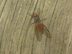 Tephrochlamys rufiventris