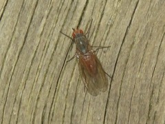 Tephrochlamys rufiventris