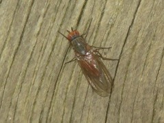 Tephrochlamys rufiventris