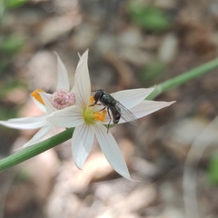 Platycheirus chalconota