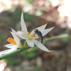 Platycheirus chalconota