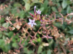 Plumbago pulchella