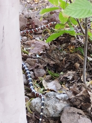 Lampropeltis knoblochi