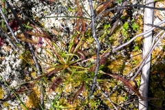 Drosera capensis