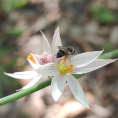 Platycheirus chalconota