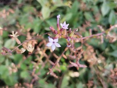 Plumbago pulchella