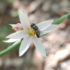 Platycheirus chalconota