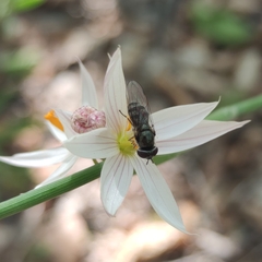 Platycheirus chalconota