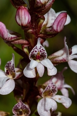 Satyrium rhynchanthum