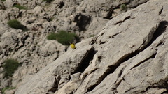 Emberiza melanocephala