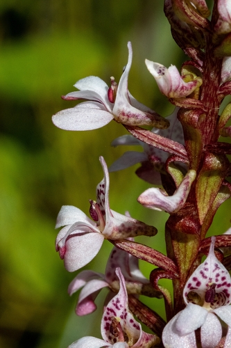 Image of Stickytip Satyre (Satyrium rhynchanthum) by (c) magriet b, some rights reserved (CC BY-SA)