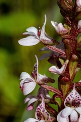 Satyrium rhynchanthum