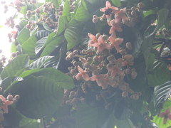 Sloanea synandra