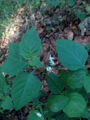 Solanum nigrum