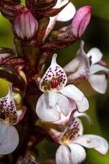 Satyrium rhynchanthum