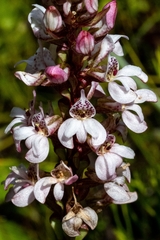 Satyrium rhynchanthum