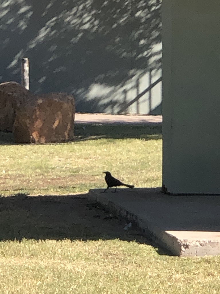 Great-tailed Grackle from Escalante Park, Tempe, AZ, US on November 8 ...